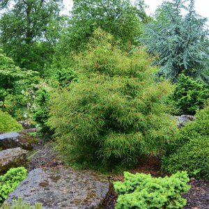 Buk lesný (Fagus sylvatica) ´MERCEDES´ - výška 100-130 cm, kont. C3L  